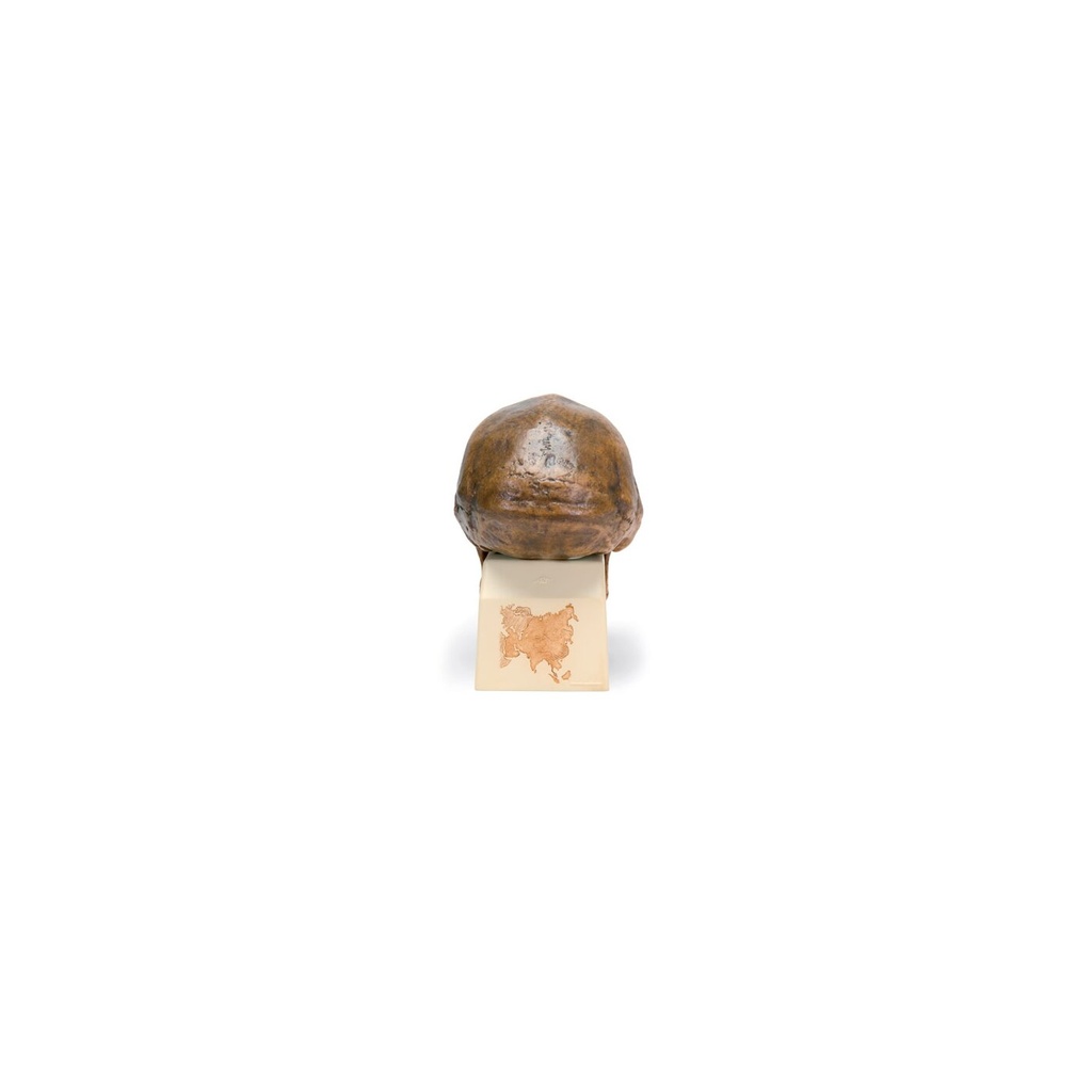 Modell Schädelreplikat Homo erectus pekinensis (Weidenreich, 1940)
