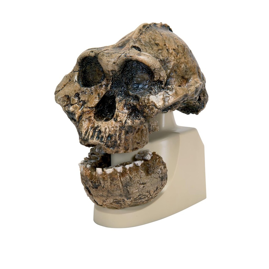 Modell Schädelreplikat Australopithecus boisei (KNM-ER 406 + Omo L7A-125)