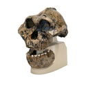 Modell Schädelreplikat Australopithecus boisei (KNM-ER 406 + Omo L7A-125)