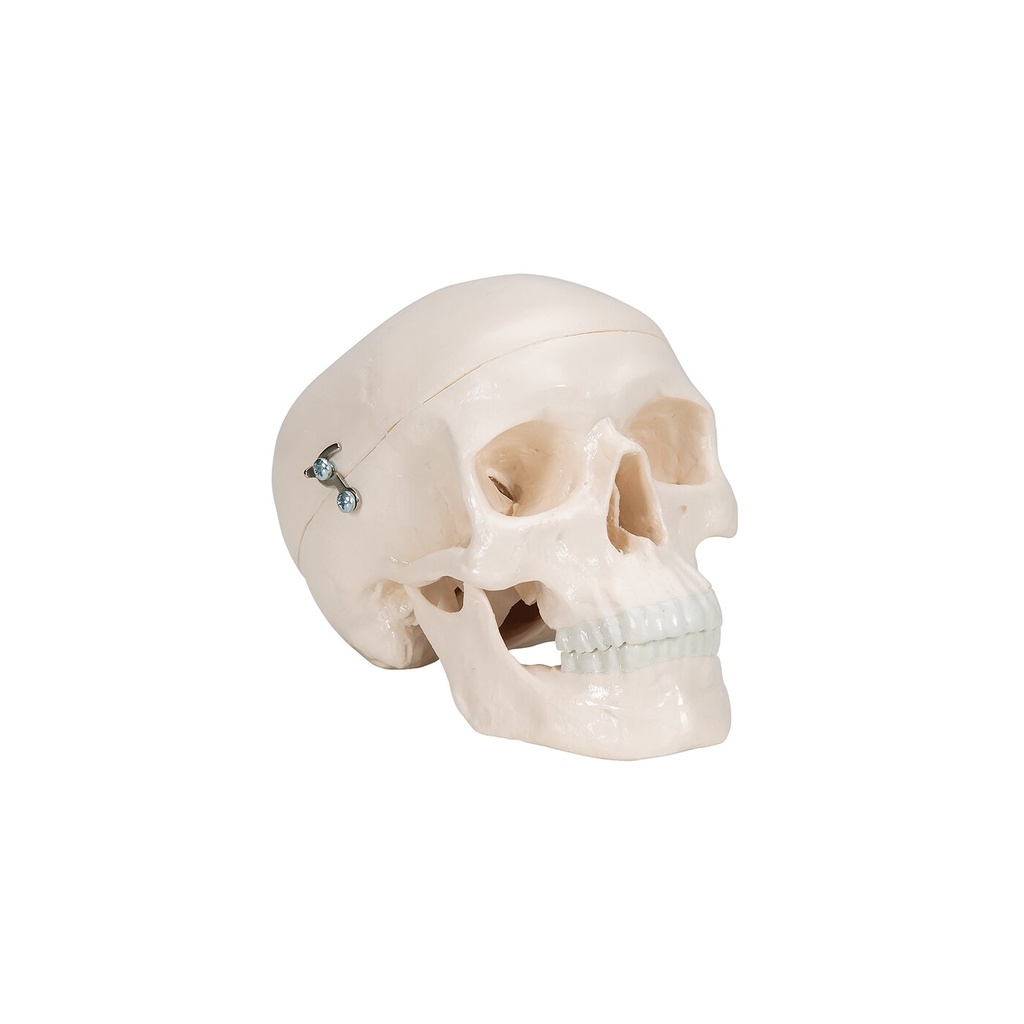 Mini Anatomie Modell Menschlicher Schädel, 3-teilig