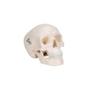 Mini Anatomie Modell Menschlicher Schädel, 3-teilig