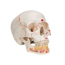Menschliches Schädel Modell Klassik mit eröffnetem Unterkiefer, bemalt, 3-teilig