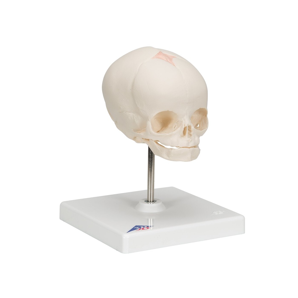 Fetus Schädel Modell, auf Stativ