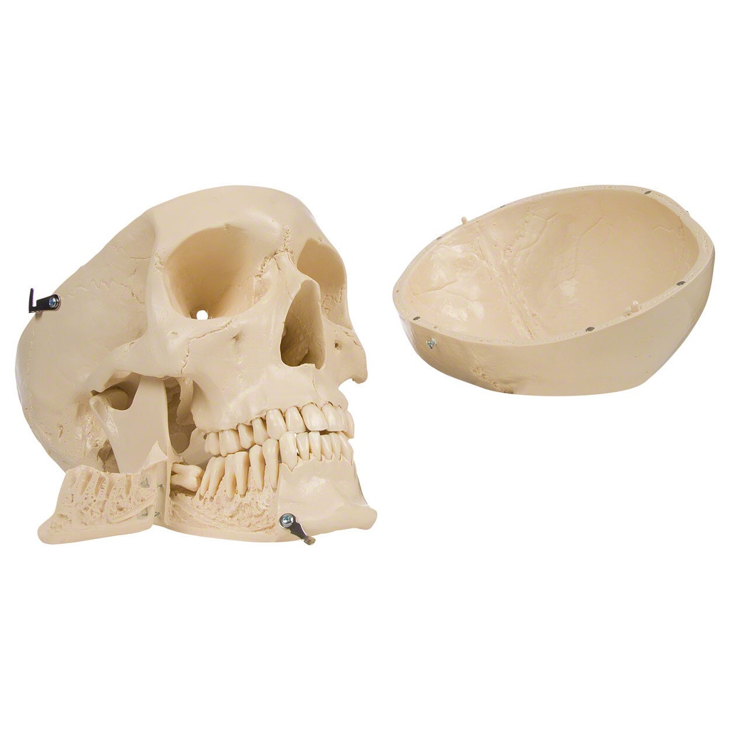 Anatomisches Modell Schädel, 4-tlg.