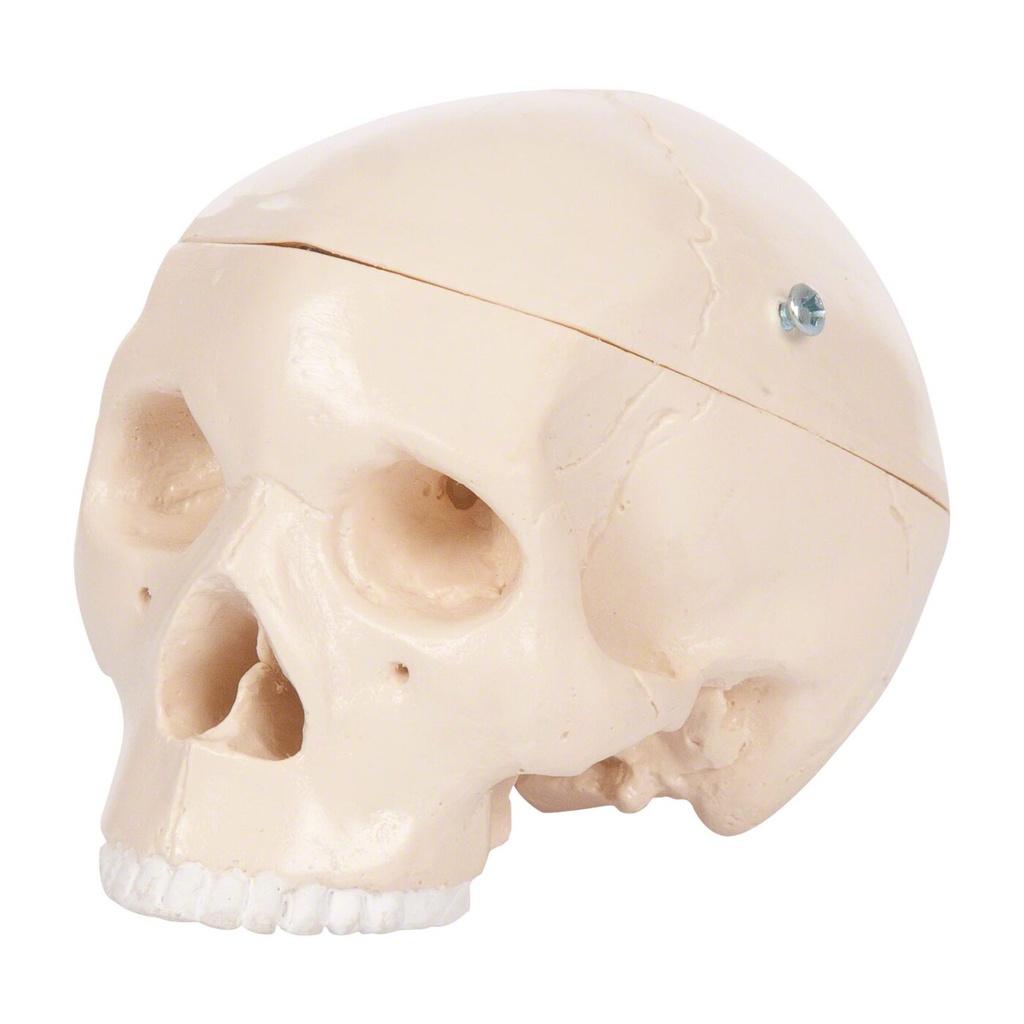 Anatomisches Modell Mini-Schädel, 3-tlg.