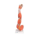 Modell Armmuskel, 6-teilig