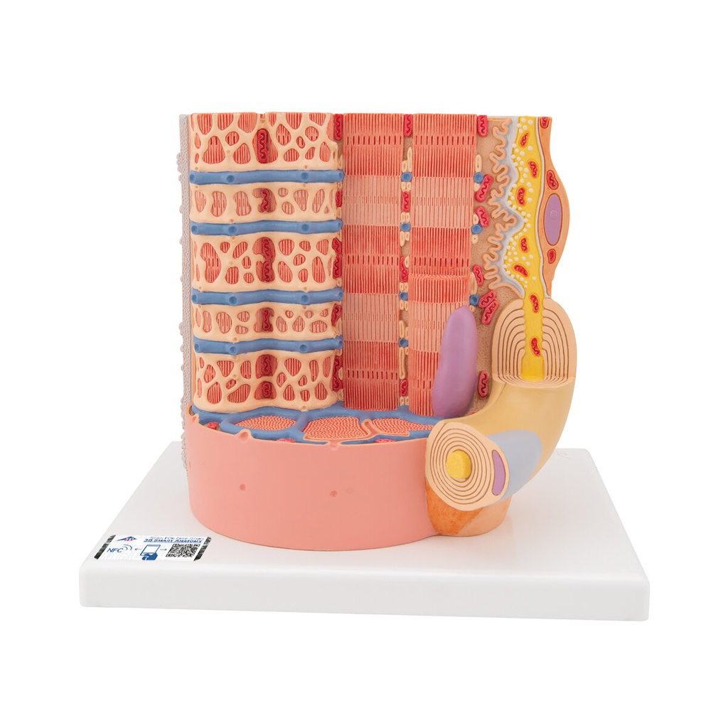MICROanatomy™ Muskelfaser Modell, 10.000-fach vergrössert