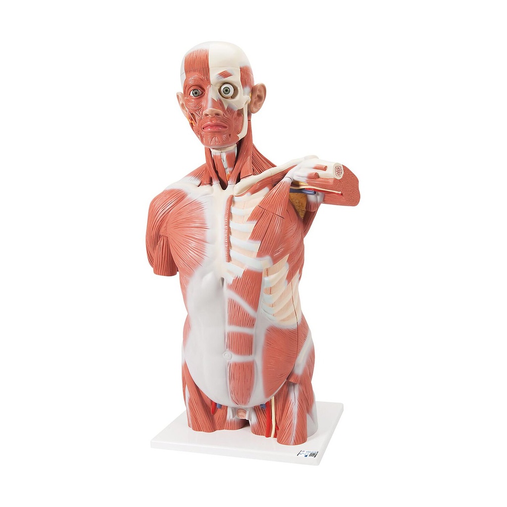 Lebensgrosser Muskel-Torso, 27-teilig