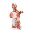 Lebensgrosser Muskel-Torso, 27-teilig