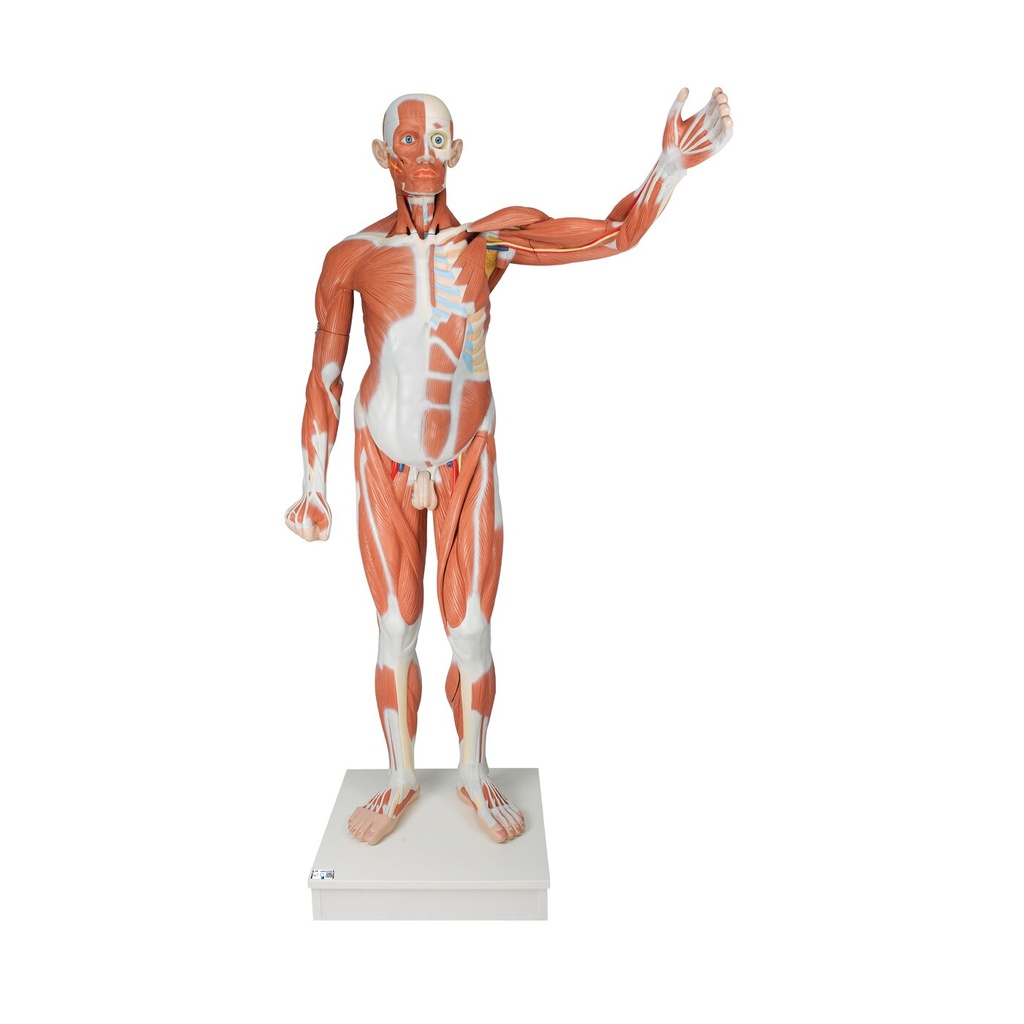 Lebensgrosse männliche Muskelfigur, 37-teilig