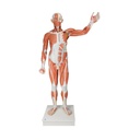Lebensgrosse männliche Muskelfigur, 37-teilig