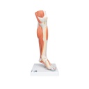 Beinmuskel Modell des Unterbeins Luxus, 3-teilig