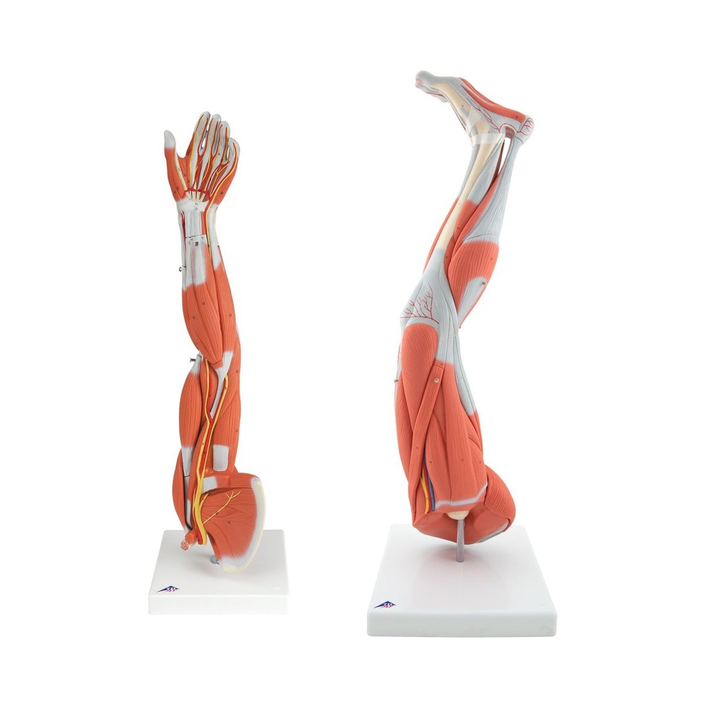 Anatomie Set Muskelmodell Arm & Bein
