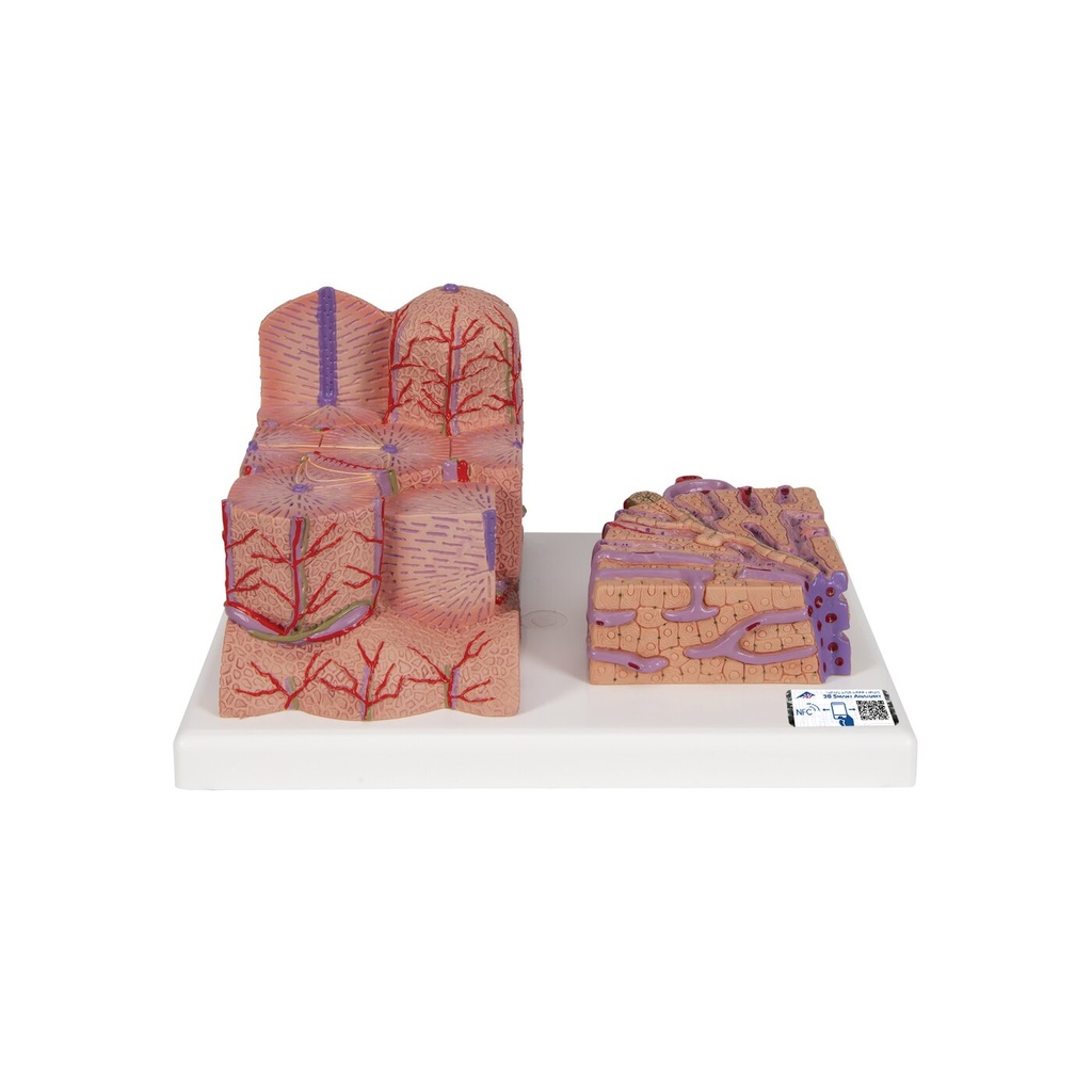 Microanatomy Modell Leber