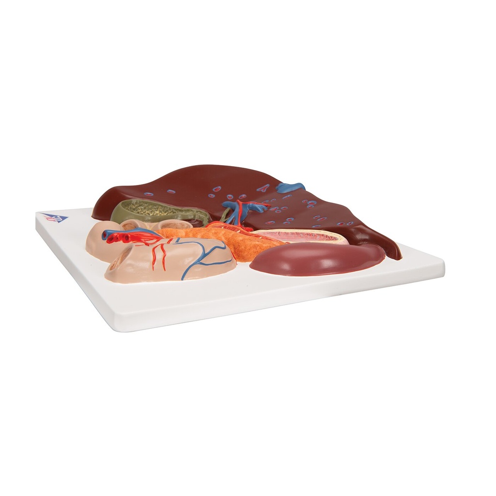 Lebermodell mit Gallenblase, Bauchspeicheldrüse & Zwölffingerdarm