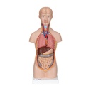 Mini Torso Modell, 12-teilig
