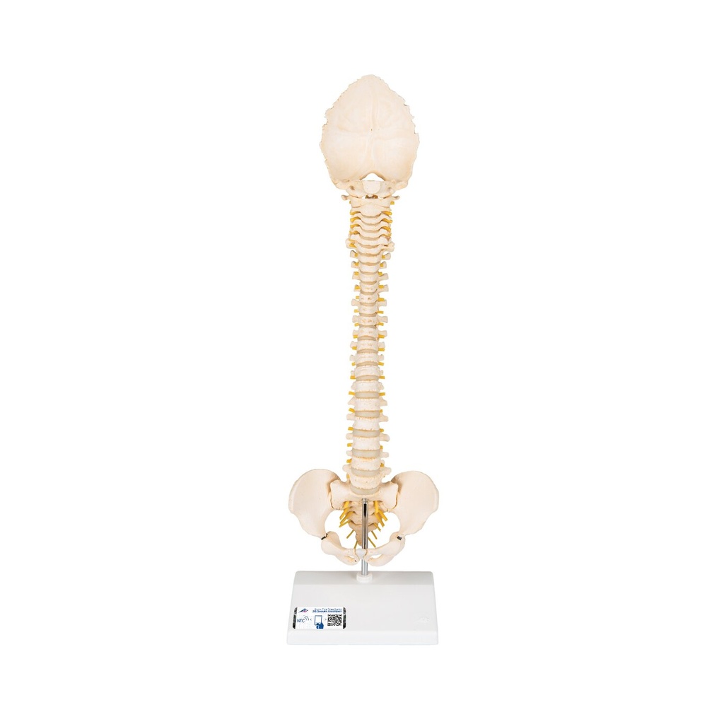 BONElike™ Modell einer kindlichen Wirbelsäule