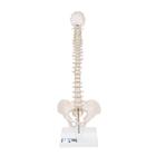 Mini Anatomie Modell Menschliche Wirbelsäule, beweglich und mit Becken, - mit Stativ