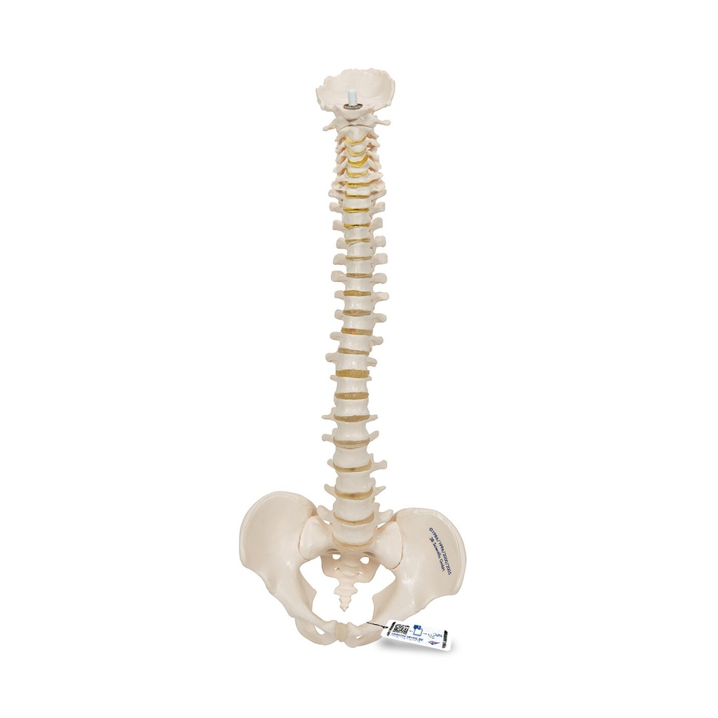 Mini Anatomie Modell Menschliche Wirbelsäule, beweglich und mit Becken, - ohne Stativ