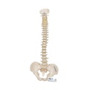 Mini Anatomie Modell Menschliche Wirbelsäule, beweglich und mit Becken, - ohne Stativ