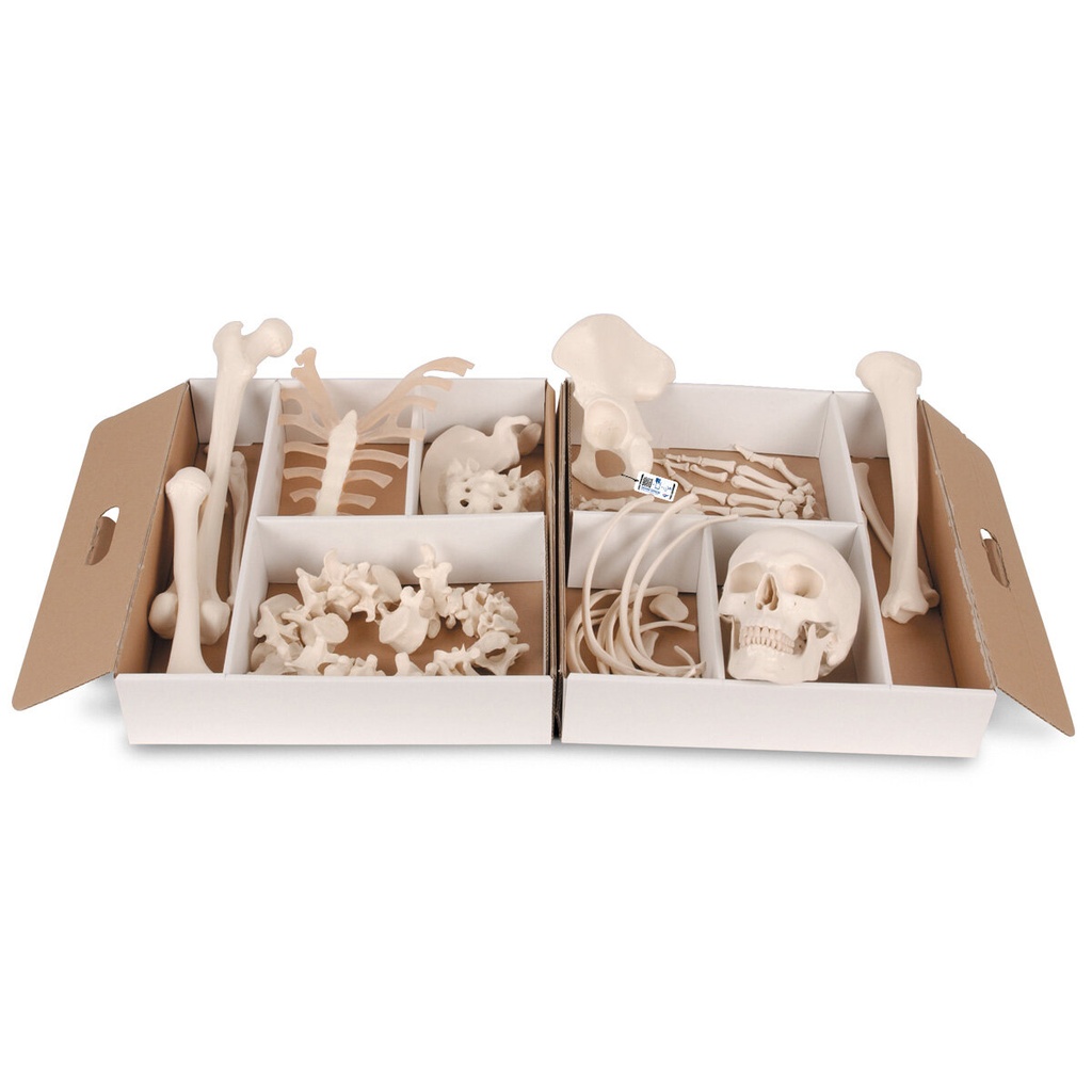Unmontiertes halbes Skelett Modell, Knochen von Hand & Fuss , Lebensgross - auf Draht