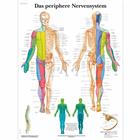 Lehrtafel - Das periphere Nervensystem - Deutsch - Laminiert