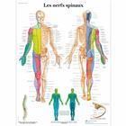 Lehrtafel - Das periphere Nervensystem - Französisch - Papier