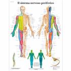 Lehrtafel - Das periphere Nervensystem - Italienisch - Laminiert