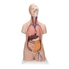 Standard Torso Modell, geschlechtsneutral, 12-teilig