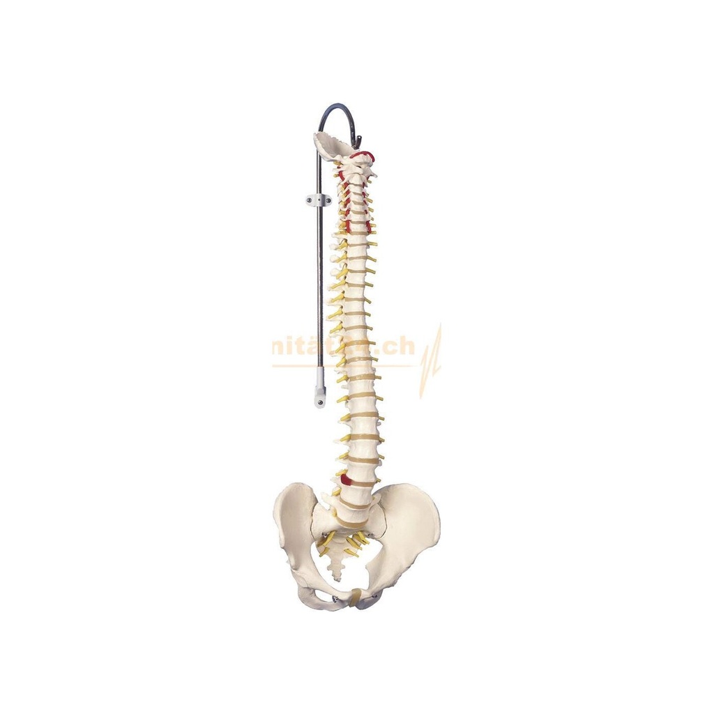 Klassische flexible Wirbelsäule, 74cm