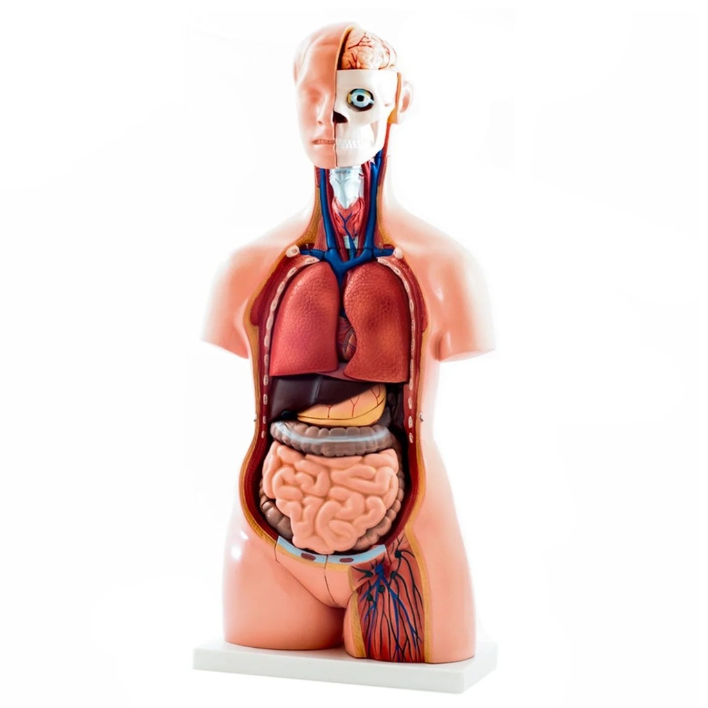 HEINE Modell Zweigeschlechtlicher menschlicher Torso 40 teilig