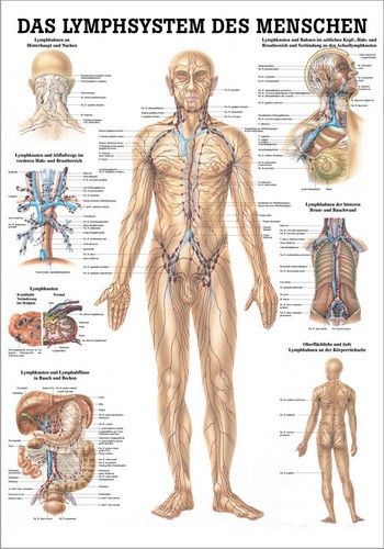 Lehrtafel Das Lymphsystem 70x100cm Papier