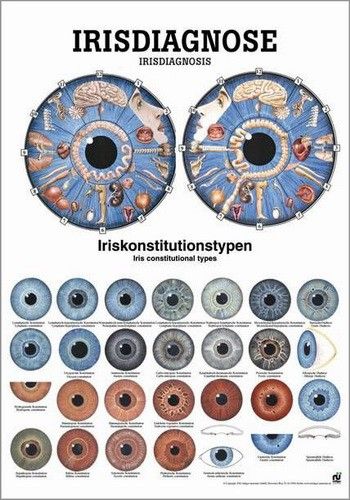Lehrtafel Irisdiagnose 50x70cm Papier