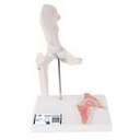 Mini Anatomie Modell Hüftgelenk, mit Querschnitt