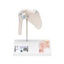 Mini Anatomie Modell Schultergelenk, mit Querschnitt