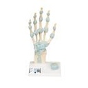Modell des Handskeletts mit Bändern & Karpaltunnel