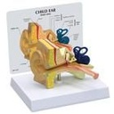 Modell eines Kinderohrs