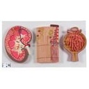 Modell Serie mit Nierenschnitt, Nephron, Blutgefässen & Nierenkörperchen