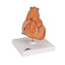 Herzmodell Klassik mit Thymus, 3-teilig