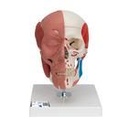 Schädel Modell mit Gesichtsmuskulatur