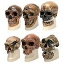 Kopfmodelle Anthropology Set