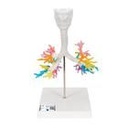 CT-Bronchialbaum Modell mit Kehlkopf