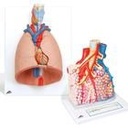 Anatomie Set Lunge