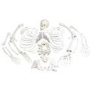 Unmontiertes komplettes Skelett Modell, Knochen von Hand & Fuss auf Draht & Nylon, lebensgross