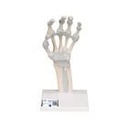 Handskelett Modell mit elastischen Bändern