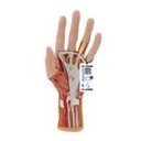 Handmodell mit Muskeln & Sehnen, 3-teilig