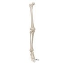 Beinskelett Modell mit Fuss
