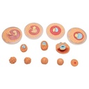 Keimesentwicklung, Modell in 12 Stadien