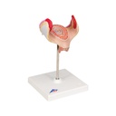 Embryo Modell, 1. Monat