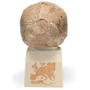 Modell Schädelreplikat Homo steinheimnensis (Berkhemer, 1936)